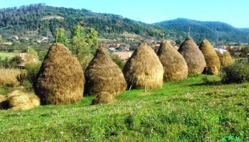 Almașu - Almașu