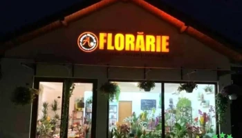 Asteraceae Floare de colț - Lehliu-Gară 915300