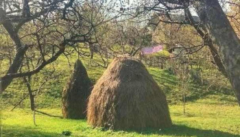 Bertea - Bertea
