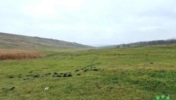 Boroșoaia - Boroșoaia
