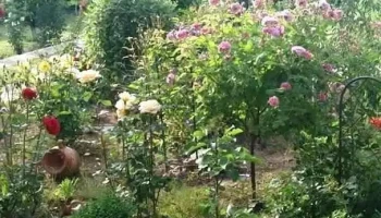 Brânceni - Brânceni