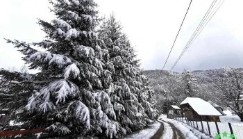 Brăduleț - Brăduleț