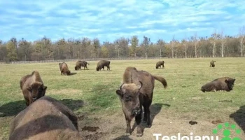 Bucșani - Bucșani
