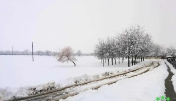 Bulgăruș - Bulgăruș