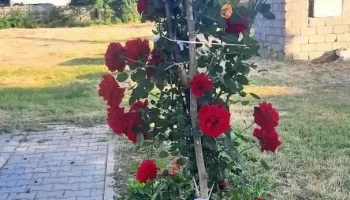 Băneasa - Băneasa