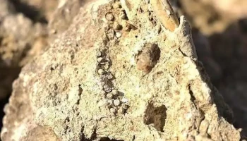 Calcarele tortoniene de la Tăşad - Romania