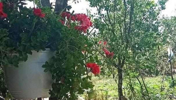 Ciupercenii Vechi - Ciupercenii Vechi