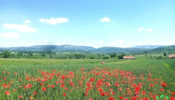 Clocotici - Clocotici