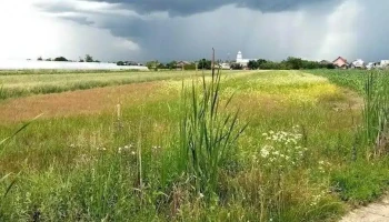 Comișani - Comișani