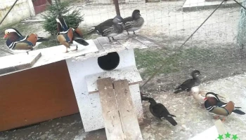 Comuna Crâmpoia - Comuna Crâmpoia