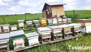 Comuna Geaca - Romania