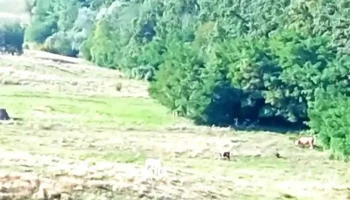 Comuna Vârfu Câmpului - Romania