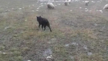 Comună Someş-odorhei - Romania
