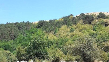 Copăceni - Copăceni