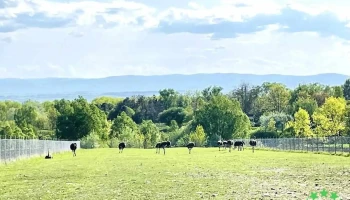 Costișa - Costișa