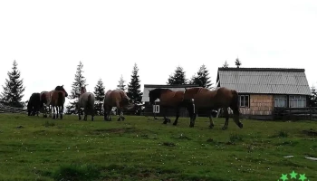 Dobrin - Dobrin