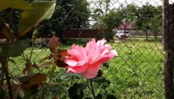 Dor Mărunt - Dor Mărunt