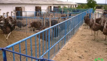Ferma de struti Tinca - Tinca