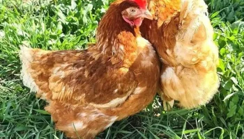 Ferma gaini de oua - Cătămărești-Deal