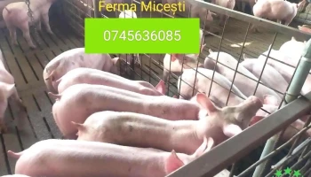 Ferma Micești Argeș - Comuna Micești