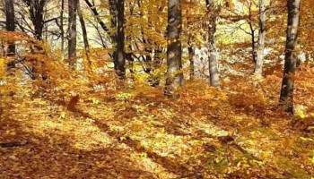 Fitionești - Fitionești