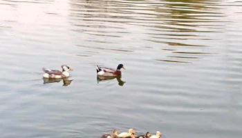 Lacul Bisericii - Câmpina