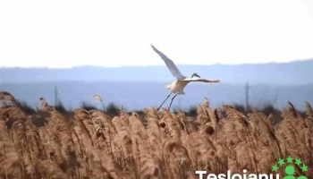 Lacul Bistrețu - Vacio