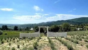 Lavanda - Cacica - Cacica