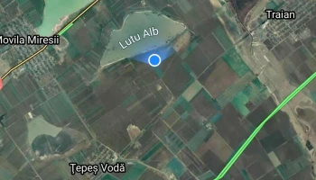 Lutu Alb - Romania