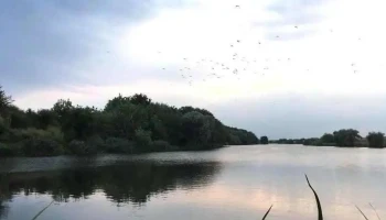 Maia - Maia