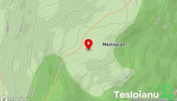 Mesteacăn - Mesteacăn