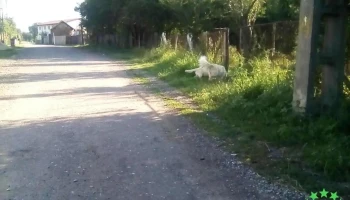 Mihăești - Mihăești
