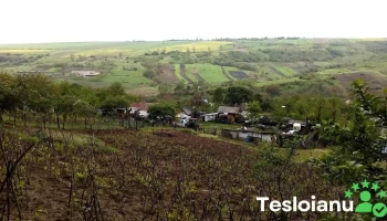 Motoșeni - Motoșeni