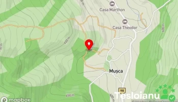 Musca - Musca