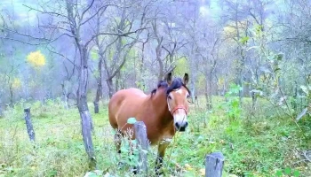 Mușcel - Mușcel