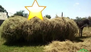 Oarja Sat - Oarja