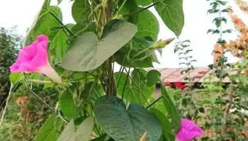 Odaia Manolache - Odaia Manolache