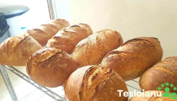 paine cu maia mitocasi - Mitocu Dragomirnei