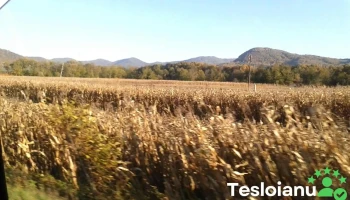 Pleșcuța - Pleșcuța