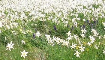 Poiana Narciselor Negrasi - Dj679D
