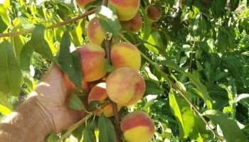 Pomicola Nalbant - Nalbant 827160