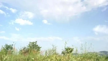 Pădure Axente Sever - Romania