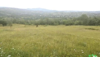 Păulești - Păulești