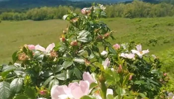 Runcu - Runcu