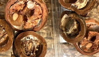 Sc Microfruits Sa - Brănești