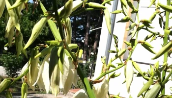 Spitalul de Boli Cronice Smeeni - Smeeni