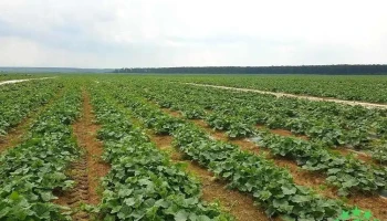Stangl Vegetable - Nr. 467