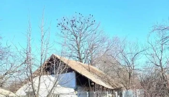 Stejari - Stejari