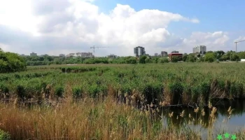 Stufărișurile de la Dobroiești - Dobroești