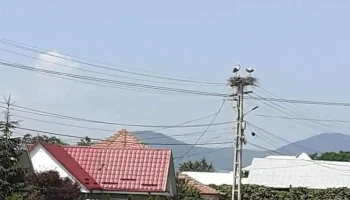 Săvinești - Săvinești